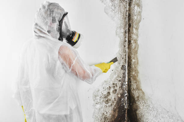 Best Mold Remediation  in Ddleville, MI