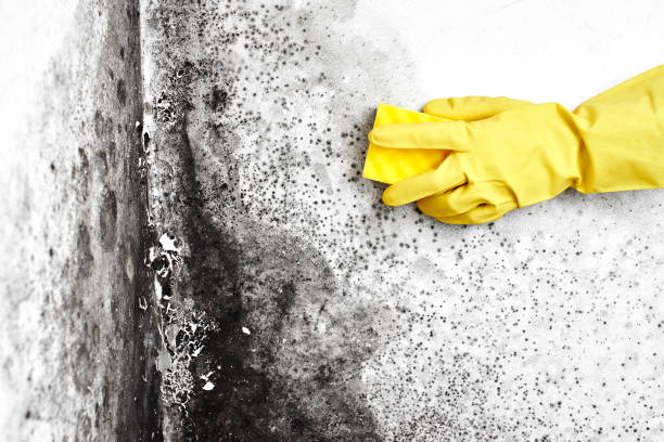 Best Local Mold Removal Service  in Ddleville, MI