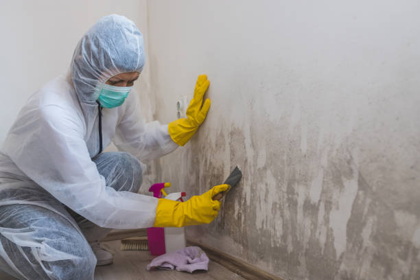 Best Commercial Mold Removal  in Ddleville, MI