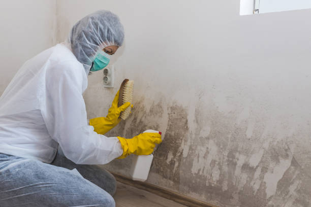 Best Crawl Space Mold Removal  in Ddleville, MI
