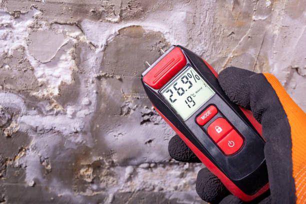 Best Mold Removal Company Near Me  in Ddleville, MI