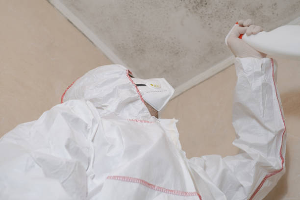 Best Fast Mold Removal  in Ddleville, MI
