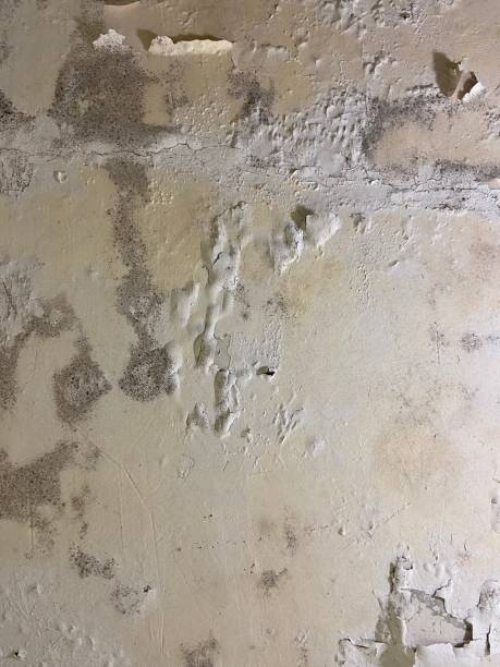 Best Mold Removal Near Me  in Ddleville, MI