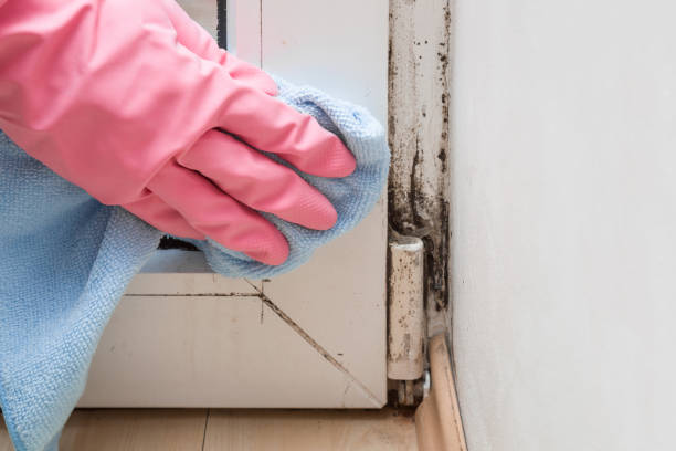Best Affordable Mold Removal  in Ddleville, MI